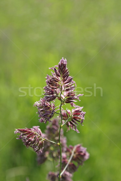 grass inflorescence Stock photo © taviphoto