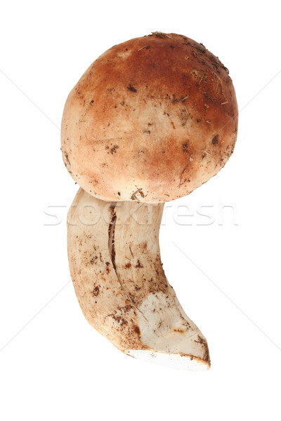Odizolowany pens grzyby borowik żywności ciało Zdjęcia stock © taviphoto