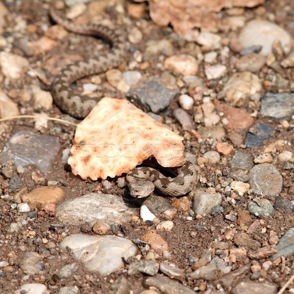 small viper under a leaf Stock photo © taviphoto