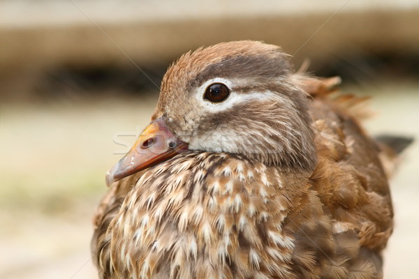 female mandarin duck Stock photo © taviphoto