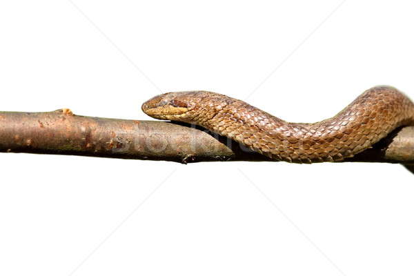 Isolato primo piano serpente climbing ramo bianco Foto d'archivio © taviphoto