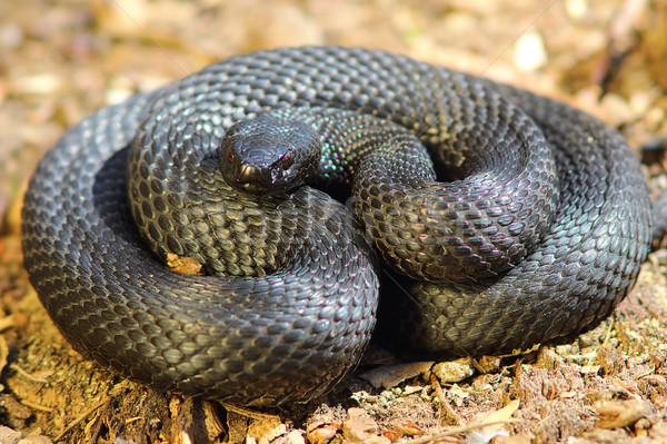 Image naturelles habitat noir serpent [[stock_photo]] © taviphoto