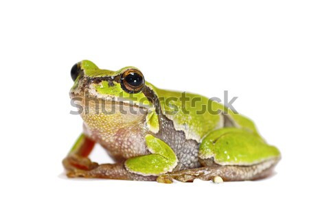 green tree frog close up on white Stock photo © taviphoto