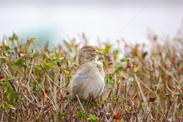 young female house sparrow Stock photo © taviphoto