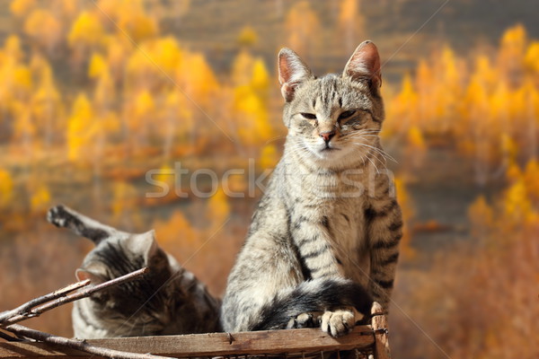 two cats Stock photo © taviphoto