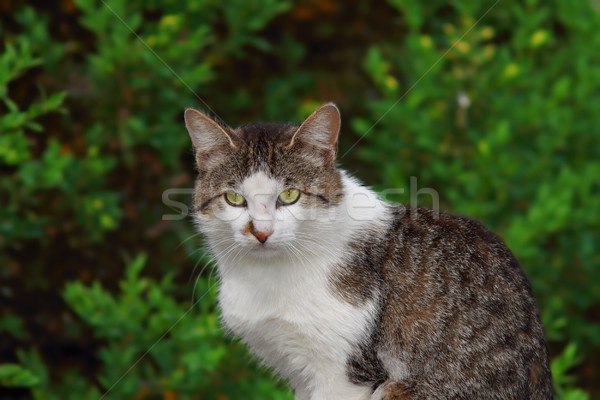 猫 見える カメラ 緑 頭 動物 ストックフォト © taviphoto