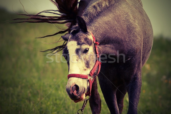 horse coming towards the camera Stock photo © taviphoto