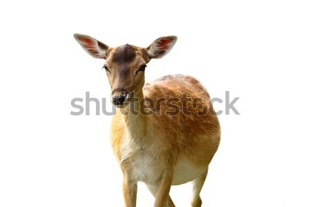 isolated fallow deer hind Stock photo © taviphoto