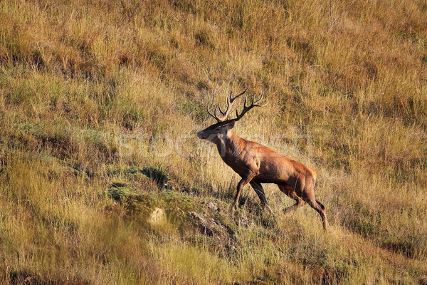 beautiful wild red deer stag Stock photo © taviphoto