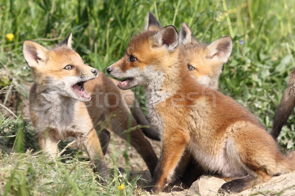 family of young red foxes Stock photo © taviphoto