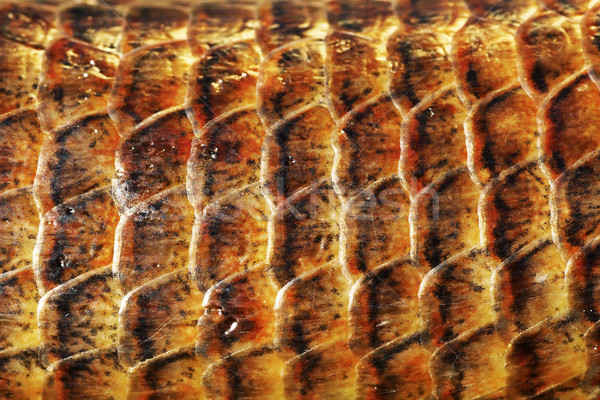 detail of Pseudopus apodus scales Stock photo © taviphoto