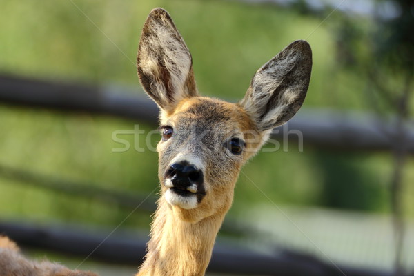 portrait of a roe deer Stock photo © taviphoto