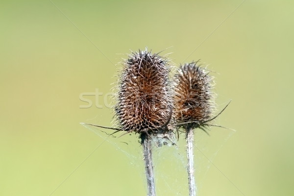 closeup of faded thistle Stock photo © taviphoto