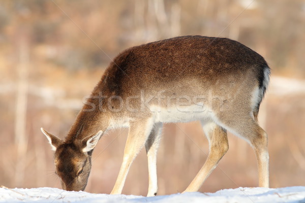 fallow deer foraging for food in snow Stock photo © taviphoto