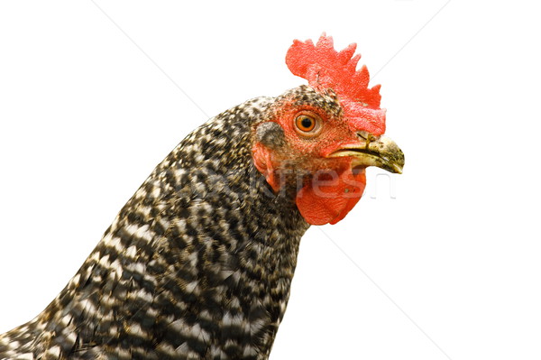 mottled hen portrait over white Stock photo © taviphoto