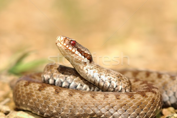 closeup of european crossed adder Stock photo © taviphoto