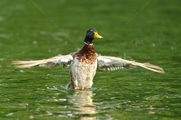 Stockfoto: Mannelijke · eend · vleugels · water · vogel · groene