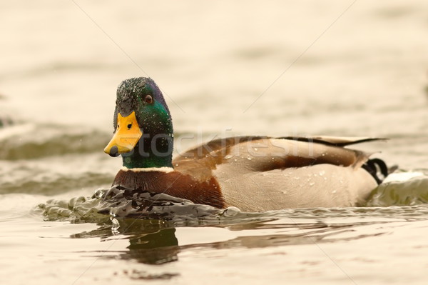mallard duck floating on pond Stock photo © taviphoto