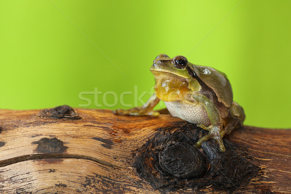 male tree frog singing Stock photo © taviphoto