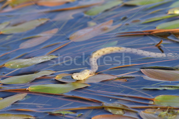 Kocka kígyó víztükör úszik kész zöld Stock fotó © taviphoto