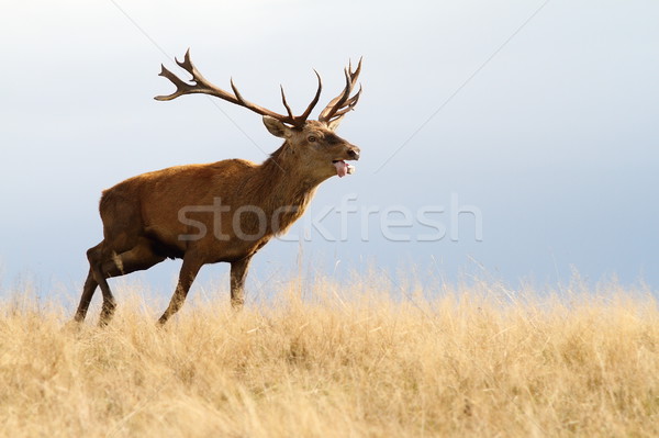 red deer running in autumn Stock photo © taviphoto