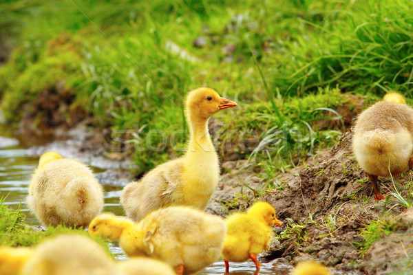 colorful flock of goslings Stock photo © taviphoto
