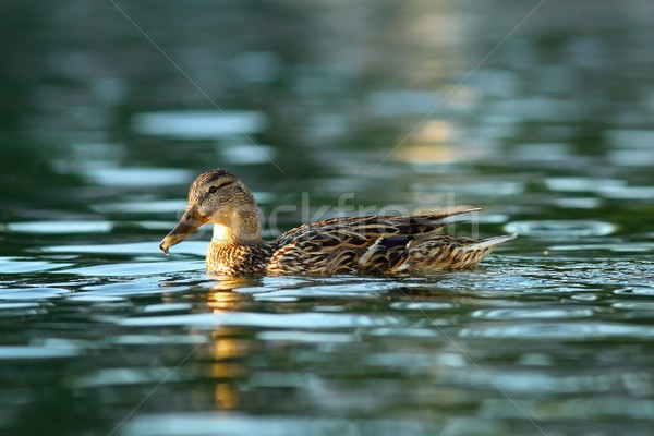 Stock photo: female mallard on blue pond