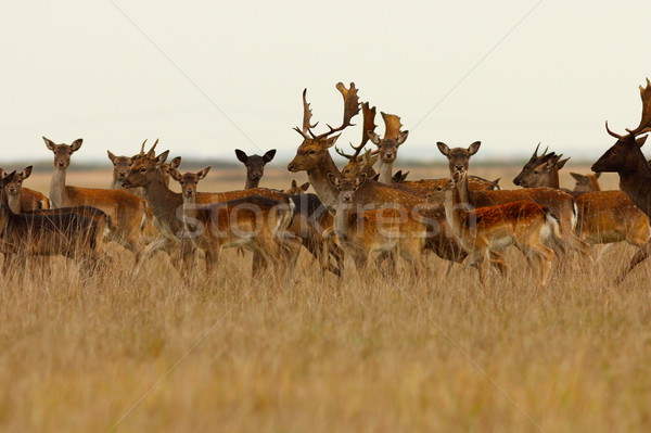 large herd of fallow deers  Stock photo © taviphoto