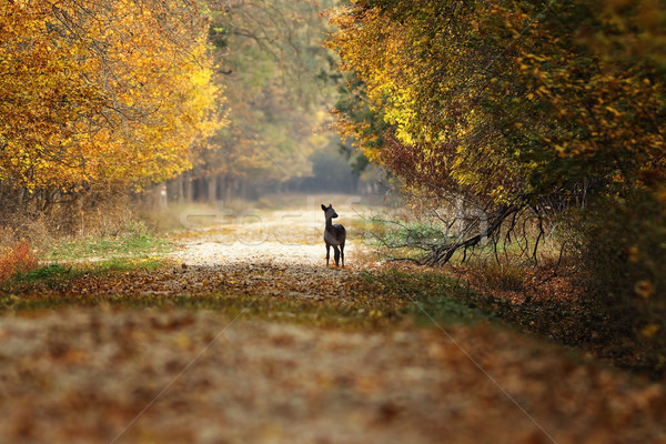 Szarvas őzgida áll vidéki út erdő Stock fotó © taviphoto