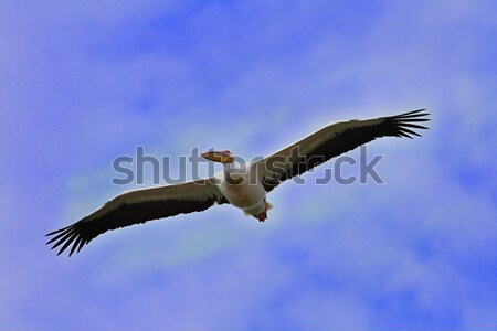 great pelican flying towards the camera Stock photo © taviphoto