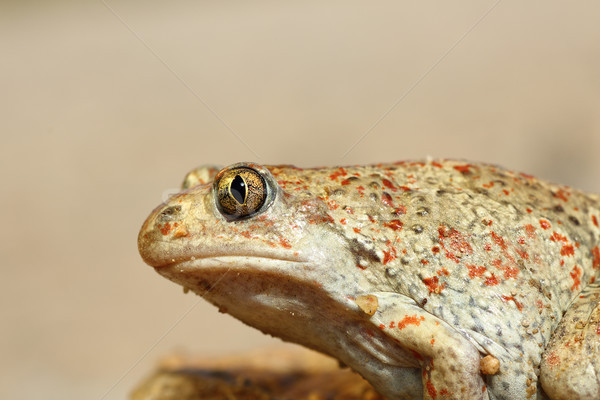 Macro imagen sapo retrato cabeza ajo Foto stock © taviphoto