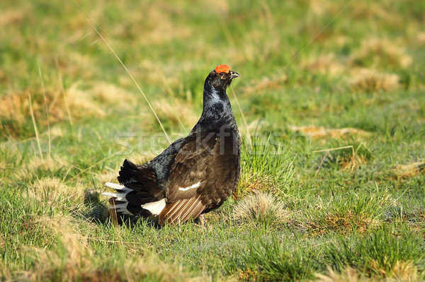Stock photo: black grouse rooster in the grass