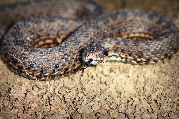 meadow viper emerged from hibernation Stock photo © taviphoto
