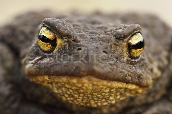 macro image of Bufo bufo head Stock photo © taviphoto