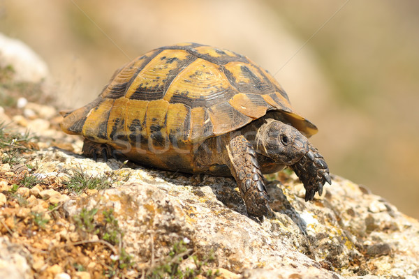 Testudo graeca on a rock Stock photo © taviphoto