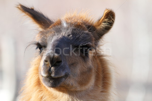 lama glama looking at the camera Stock photo © taviphoto