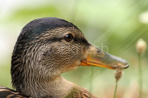 closeup on head of a female mallard Stock photo © taviphoto