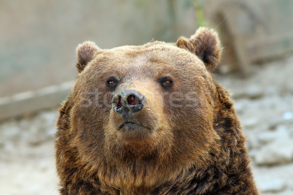 big brown bear portrait Stock photo © taviphoto