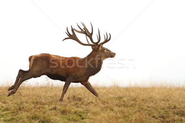 beautiful red deer stag running Stock photo © taviphoto