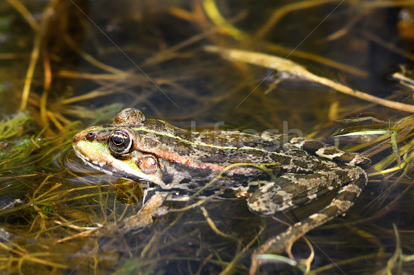 marsh frog in natural environment Stock photo © taviphoto