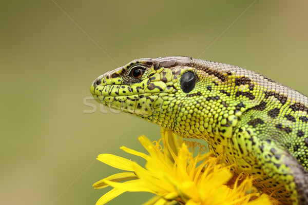 Foto stock: Retrato · arena · lagarto · pie · amarillo · diente · de · león