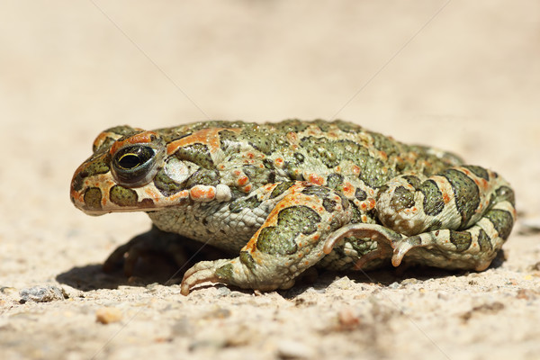 profile image of green toad Stock photo © taviphoto