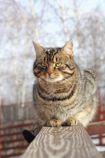 [[stock_photo]]: Chat · bois · clôture · grand · belle · détente