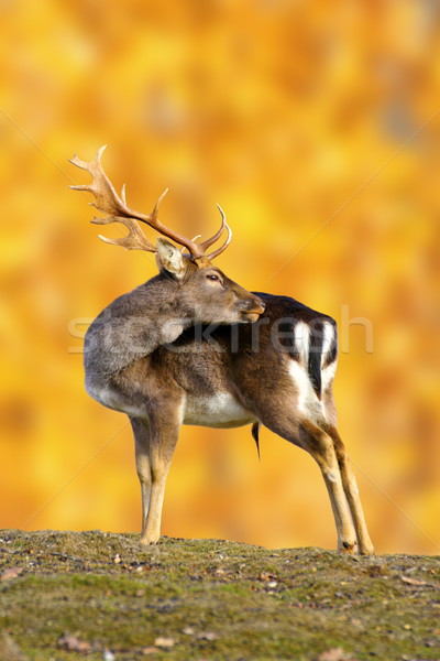 Groß Hirsch buck schönen Herbst Wald Stock foto © taviphoto