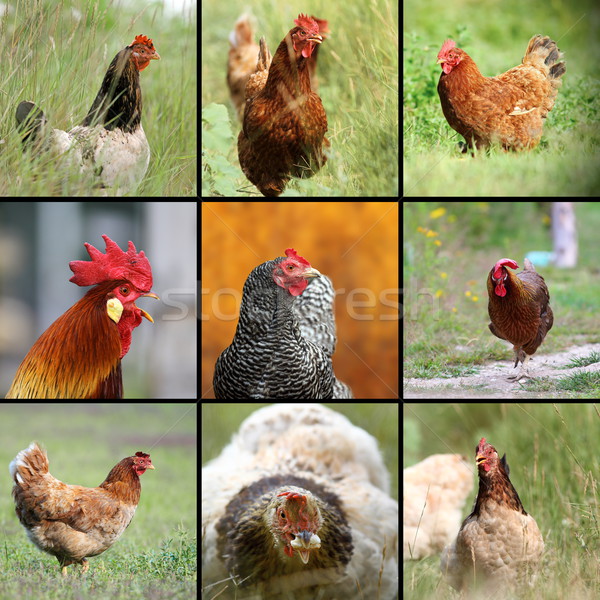 images of farm birds Stock photo © taviphoto