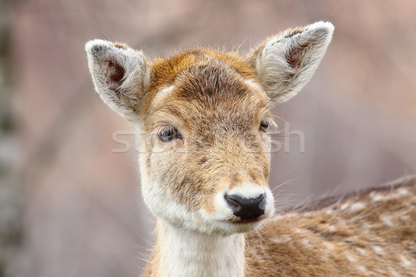 [[stock_photo]]: Portrait · curieux · cerfs · tête · belle · fourrures