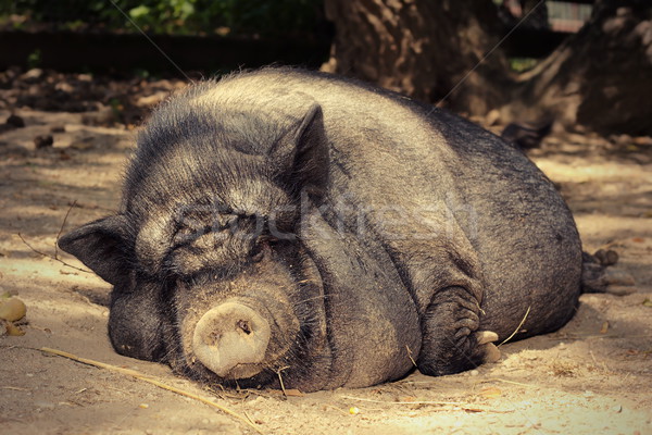 Fett faul Schwein schlafen Boden Bauernhof Stock foto © taviphoto