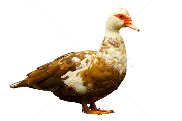 colorful domestic duck isolated over white background Stock photo © taviphoto