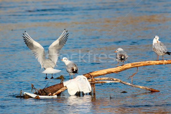 group of black headed gulls Stock photo © taviphoto