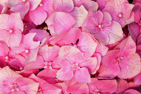 detail of hortensia flowers Stock photo © taviphoto